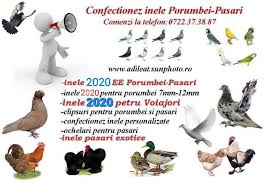 Explorează 49 anunțuri pentru porumbei de maraton de vanzare la cele mai bune prețuri. Stiluri Noi NouÄƒ Aspect Minunat Inele Si Cleme 2017 Porumbei De Vanzare Aplusroyalcab Com