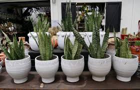 While this species does prefer bright light, it survives well in shaded spots and rooms lacking natural light. 10 Best Low Light Indoor Plants That Are Easy To Care For