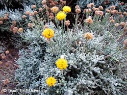 Image result for Santolina chamaecyparissus