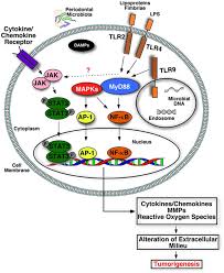 Frontiers Chemokine Function In Periodontal Disease And