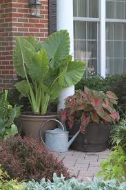 How deep do you plant elephant ear bulbs. All About Elephant Ears