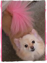 Cheap hair color, buy quality beauty & health directly from china suppliers:new performance hair dye gel for dogs bright, fun colors for stylish pets. Cute Dogs Pink Purple Pomeranian Puppy Novocom Top