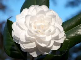 Pin By Heather Moll Dunn Landscape De On Cultivar Selections Flowers Camellia Flower Indoor Flowering Plants