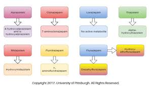 43 Clean Benzodiazepine Metabolism Chart