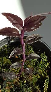 Image result for Malaxis schliebenii