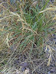 In time, an organic fertilizer can strengthen your soil and crops and keep them healthy. Bromus Carinatus