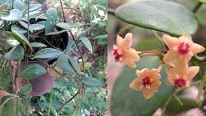 What does ir mean as an abbreviation? Hoya Spec Ir 026 Uhlig Kakteen More Than 5 000 Different Species