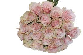 Please see our other listings for more varieties of dried flowers and please note that all of our dried flowers & herbs are sold for crafting and decorating uses only. Pink Mondial Roses Anissa Rae Flowers Buy Flower Bunches Nyc Anissa Rae Flowers Refinements