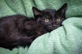 Veterinarian Checklist For Stray Cats 1st Pet Veterinary Centers