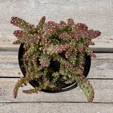 Image result for Opuntia monacantha