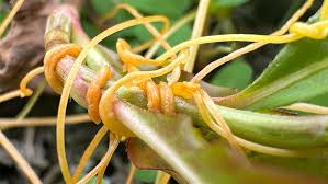 Image result for Cuscuta kilimanjari