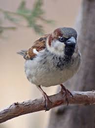 Sparrow By Cherylorraine Smith 500px Cute Birds Backyard Birds Bird Photo
