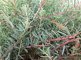 Image result for Suaeda