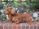 Teacup Long Haired Dachshund For Sale