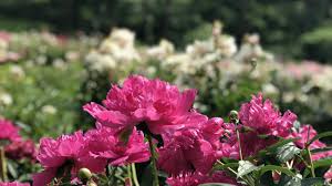 Peace peony garden 312 & 309 national highway, yuzhong county, gansu province heping 730102 china. University Of Michigan S Famed Peony Garden In Ann Arbor Will Reopen This Spring