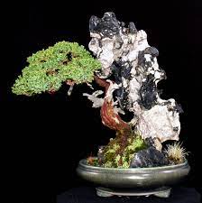 Japanese Garden Juniper Nana Page Bing