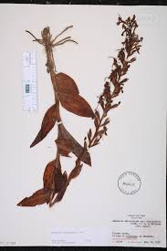 Image result for Habenaria tweedieae