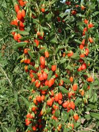 Baies De Goji Goji Berries Growing Goji Berries Berry Plants Goji Berries