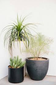 Meter plantas pequeñas también es una opción apropiada para este lugar. Escalas Plantas De Patio Plantadores Exteriores Plantas Interiores