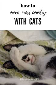 Dogs and cats know a lot about their owners and notice. How To Move Cross Country With Cats The Sparefoot Blog