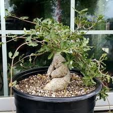 Image result for Fockea angustifolia