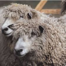 White Leicester Longwool Sheep Showing The Characteristic Lock Formation Download Scientific Diagram