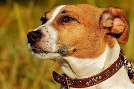 Jack russell can transform himself into a werewolf, which is a human/wolf hybrid of supernatural origin, through sheer force of will, usually by meditating on the image of a full moon. Jack Russell Terrier Der Familienhund Schlechthin In 2019