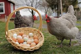 All day i dream of eggs: How To Collect And Clean Chicken Eggs