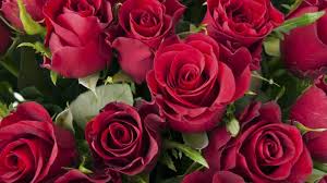 We did not find results for: Love Is In The Air Latam Carries Seven Per Cent More Valentine S Day Flowers In 2021 Aviation Business News