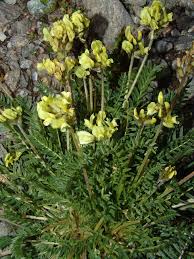 Image result for Lotononis stipulosa