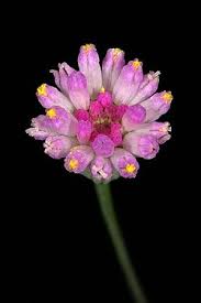 Image result for Emilia transvaalensis