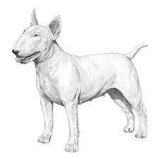 And here is the bull terrier coloring book page! Bull Terrier Dog Breed Information