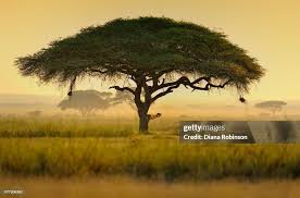 Image result for Acacia tortilis