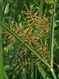 Image result for Cyperus esculentus