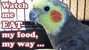 Image result for birds eating, picking up animals