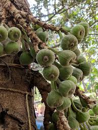 Image result for Ficus persicifolia