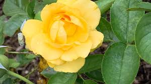 Welcome to the online flower shop flowerlab.ge! 10 Best Shrubs With Yellow Flowers