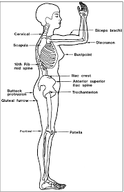 This diagram depicts picture of the female body 744×992 with parts and labels. Anthropometry And Biomechanics