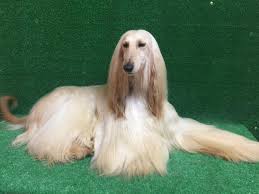 El avance talibán en afganistán tras la marcha de las tropas norteamericanas que han estado los últimos años en la zona ha puesto en el punto de mira a los afganos que trabajaron para las. Afganos Del Bizacan Groups Facebook