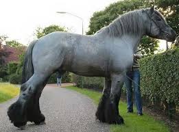 Top 5 Largest Horse Breeds Prohorse