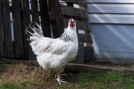 This is a dark reddish buff color or rather a reddish gold. Sussex Chicken Care Guide Everything You Need To Know Chickens And More