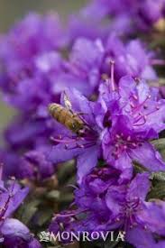 Rhododendron Impeditum Flowering Shrubs Rhododendron Plants