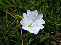 Image result for Falkia oblonga