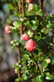 We did not find results for: Texas Scarlet Flowering Quince Latin Name Chaenomeles X Superba Stock Photo Picture And Royalty Free Image Image 118744786