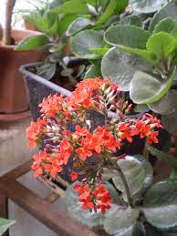 The key features to note when identifying a. Succulent Naturally Beautiful