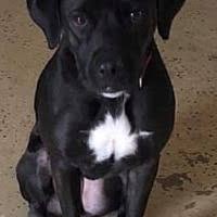 The search tool above returns a list of breeders located nearest to the. German Shorthaired Pointer Puppies For Sale In Cincinnati Ohio Adoptapet Com