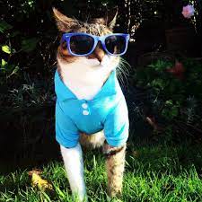 Cool Cat Cat Hat Oakley Sunglasses Cool Cats