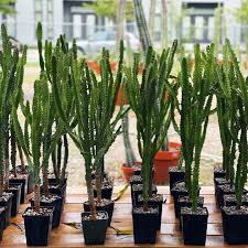 Image result for Euphorbia confinalis