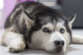 Satilik Sibirya Kurdu Husky Konya Kanka Kopek