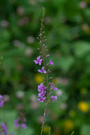 Image result for Lythrum